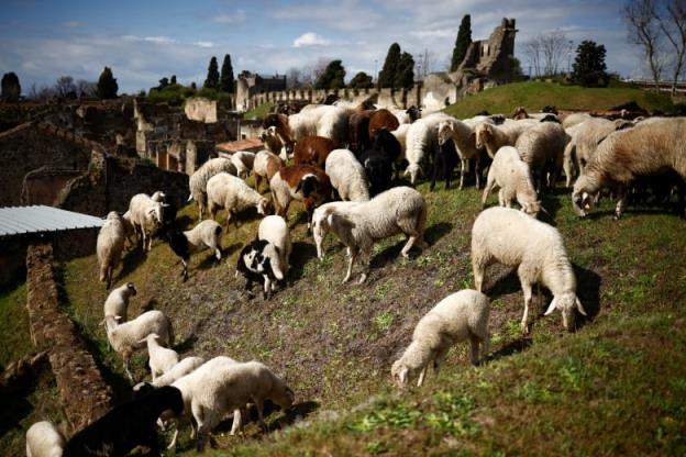 A group of sheep graze on land located on the ancient site of Pompeii, Italy.