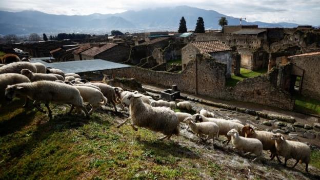 Members of a flock of sheep are seen running up a grassy slope near ruins of ancient buildings in Pompeii, Italy.