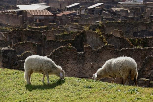 Two sheep are seen grazing on land in Pompeii, Italy, as part of an initiative to protect ancient ruins.